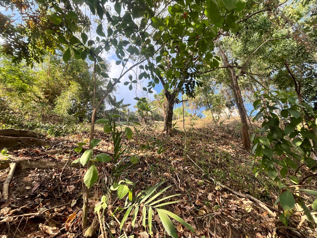 Prime 700+ sqm Farm Residential Lot in Timberland Heights, San Mateo, Rizal — San Mateo (Rizal) photo 3